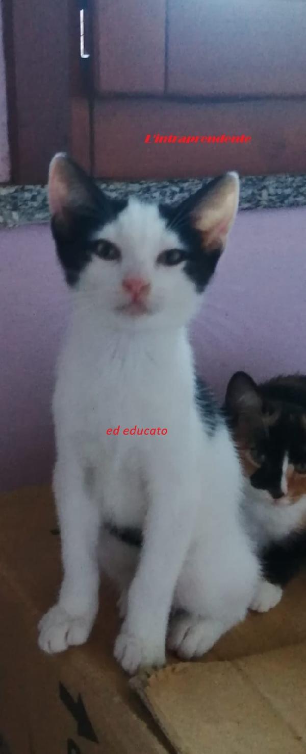 5 mici cuccioli da adottare  Foto 8